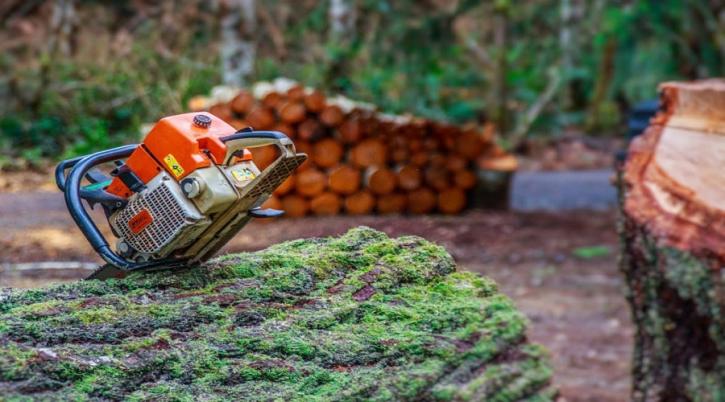 Image for Evergreen Landscape Care & Tree Services with ID of: 2666295
