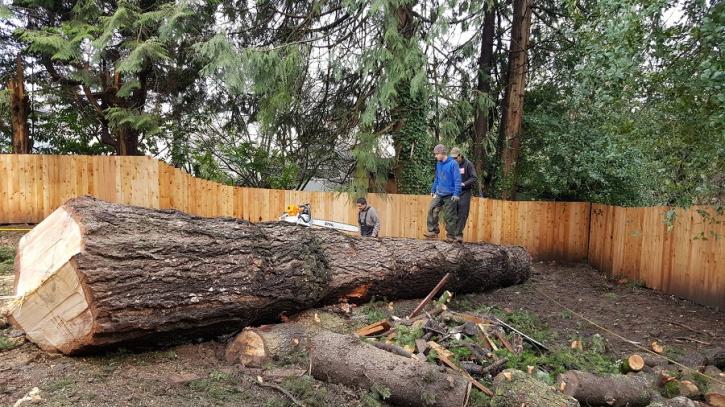Image for Evergreen Landscape Care & Tree Services with ID of: 2666297
