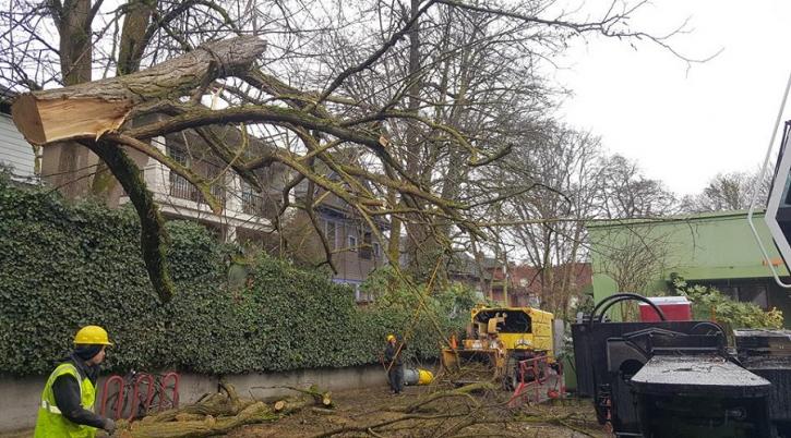 Image for Evergreen Landscape Care & Tree Services with ID of: 2666298
