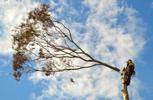 Image for High Point Tree Management with ID of: 2666802