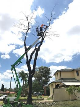 Image for High Point Tree Management with ID of: 2666803