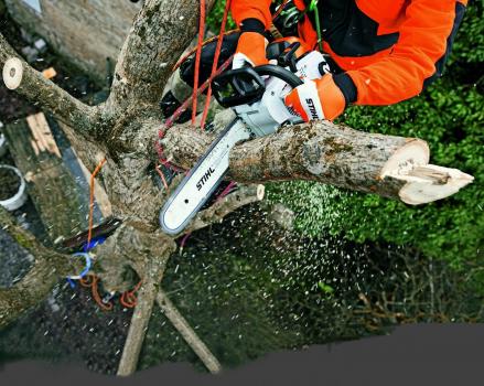 Image for High Point Tree Management with ID of: 2666804