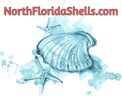 Image for North Florida Shells with ID of: 2668422