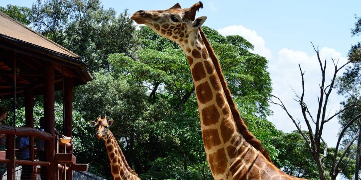 Image for Nairobi City Excursions with ID of: 2668788