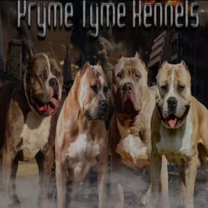 Pryme sales tyme kennels