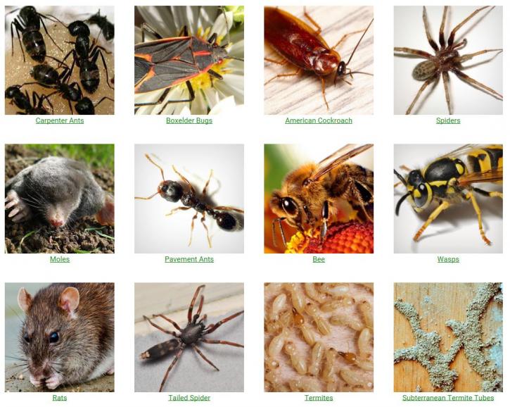 Image for All Pest Control Company with ID of: 2671988