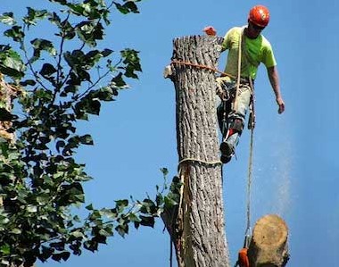 Image for Sioux Falls Tree Service LLC with ID of: 2673404