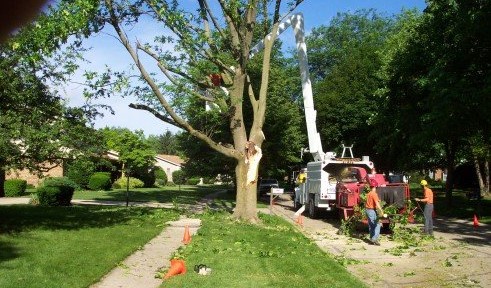 Image for Sioux Falls Tree Service LLC with ID of: 2673405