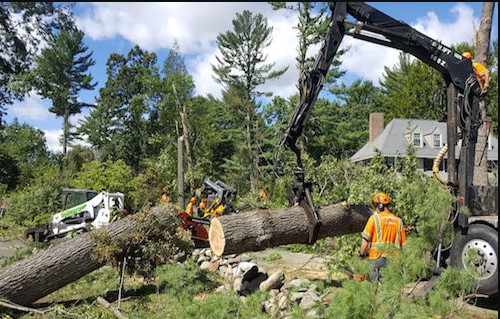 Image for Sioux Falls Tree Service LLC with ID of: 2673406