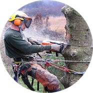 Image for Allentown Tree Service LLC with ID of: 2673756