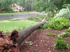 Image for Allentown Tree Service LLC with ID of: 2673758
