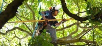 Image for Allentown Tree Service LLC with ID of: 2673765