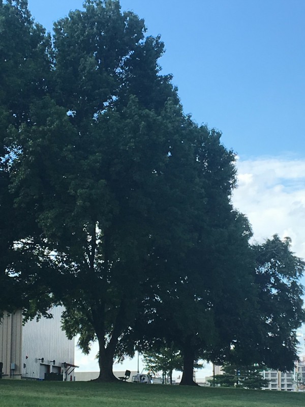 Image for Tree Service Jefferson County with ID of: 2674403