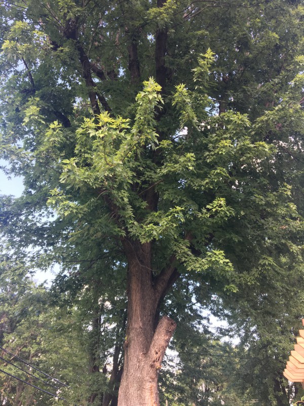Image for Tree Service Jefferson County with ID of: 2674404