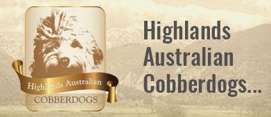 Image for Highlands Australian Labradoodles with ID of: 2675637