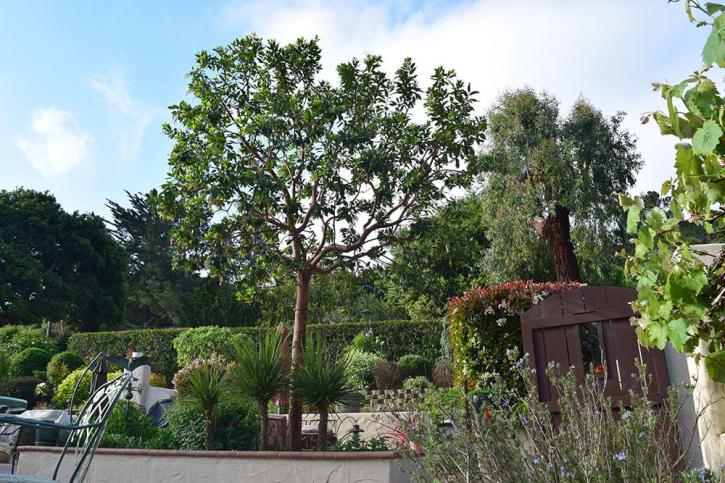 Image for Treasure Coast Tree Works with ID of: 2677767