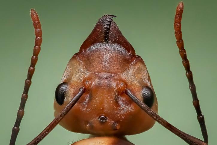 Image for Empire Pest Defense with ID of: 2677842