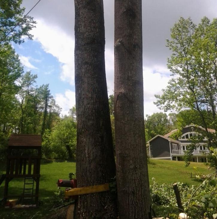 Image for Rays Tree Service with ID of: 2678774