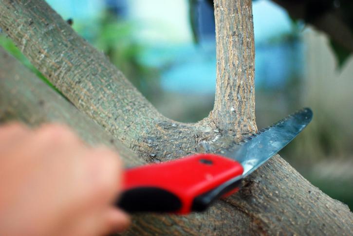 Image for Memphis Tree Removal with ID of: 2683232