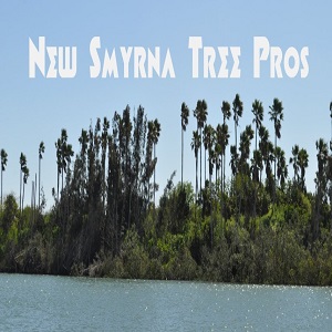 Image for New Smyrna Tree Pros with ID of: 2684464