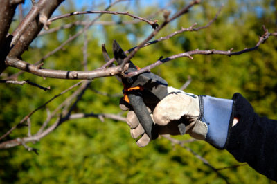 Image for Tree Service Akron Ohio with ID of: 2685143