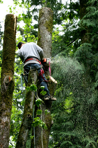 Image for Arapahoe Tree Surgeons with ID of: 2687985