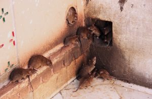 Image for T RACT PEST CONTROL with ID of: 2690579