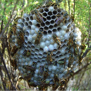 Image for Pest Control Pros with ID of: 2690943