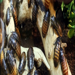 Image for Pest Control Pros with ID of: 2690944