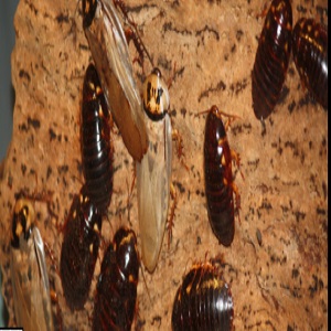Image for Pest Control Pros with ID of: 2690945