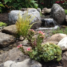 Image for Acorn Ponds & Waterfalls with ID of: 2695478