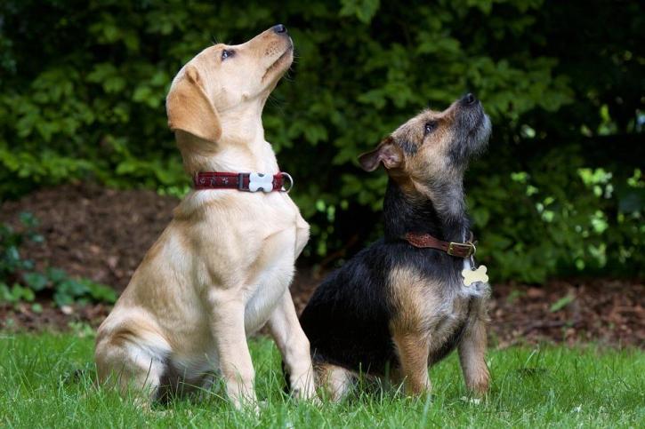 Image for Petcarerx with ID of: 2696997