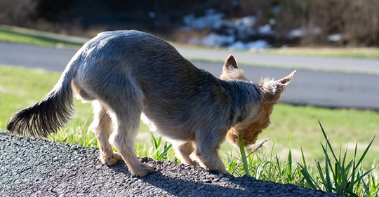 Image for Petcarerx with ID of: 2697004