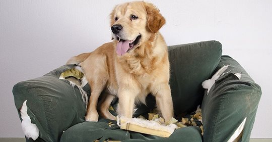 Image for Petcarerx with ID of: 2697005