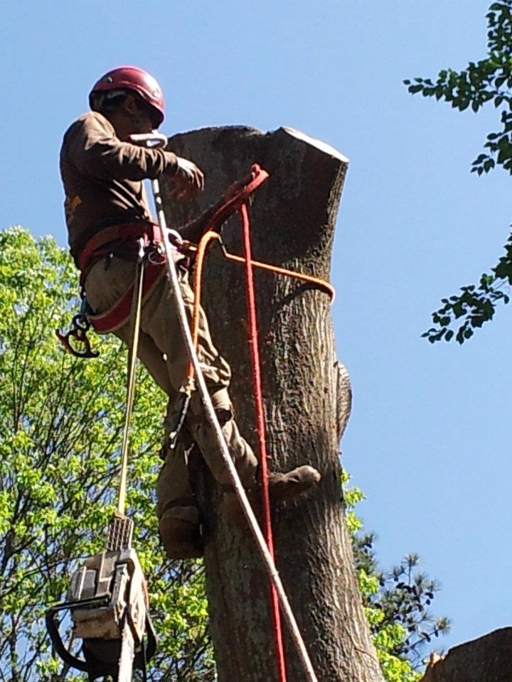 Image for Morgantown Tree Service with ID of: 2697694