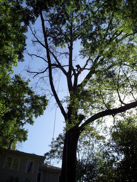 Image for Morgantown Tree Service with ID of: 2697695