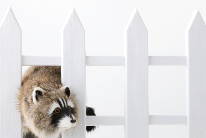 Image for Crazy Critters LLC with ID of: 2700101