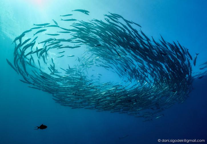 Image for Diving Nusa Penida with ID of: 2702127