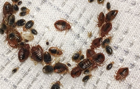 Image for O'Hara Pest Control Inc. with ID of: 2702136
