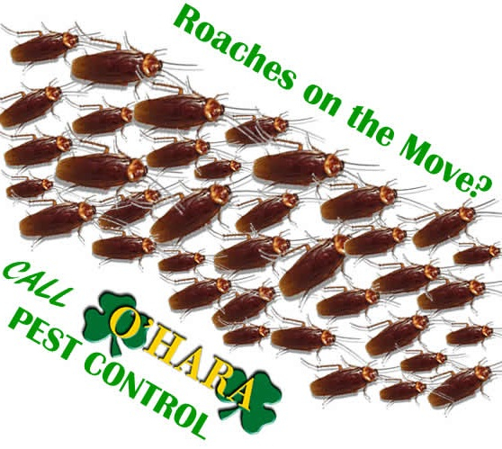 Image for O'Hara Pest Control Inc. with ID of: 2702143