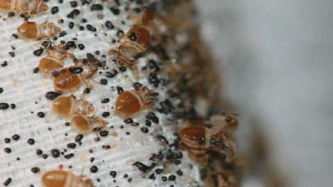 Image for O'Hara Pest Control Inc. with ID of: 2702144