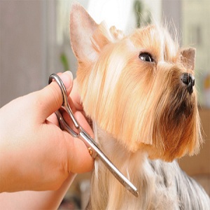 Image for The Pooch Pad with ID of: 2703479