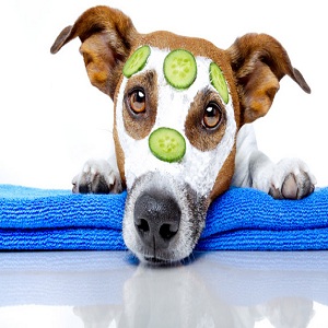 Image for The Pooch Pad with ID of: 2703480