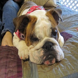 Image for The Pooch Pad with ID of: 2703481