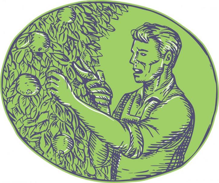 Image for South Denver Tree Service with ID of: 2707139