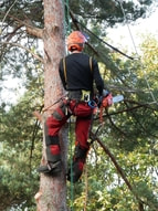 Image for Tree care Beaverton with ID of: 2707463