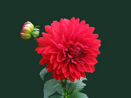 Image for Geaux Tanveer with ID of: 2709424