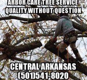 Image for Arbor Care Tree Service with ID of: 2711258