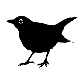 Image for Blackbird Ordinary with ID of: 2713053