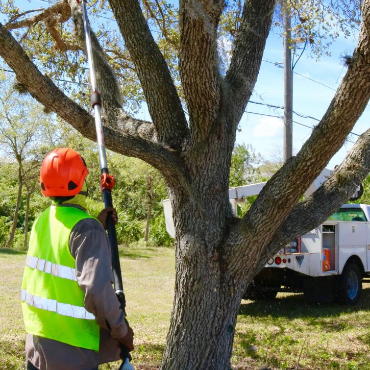 Image for Affordable Palm Service, Inc with ID of: 2713619
